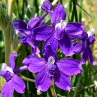 Purple flowers 