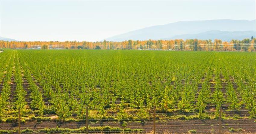 Poplar Trees 2014 -field